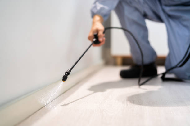 Professional exterminator conducting IPM assessment in Hale Center